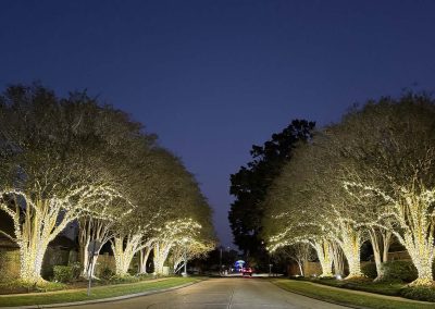 Tree Lined Steet Lit Canopy
